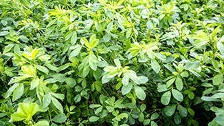 Alfalfa Grass Juice