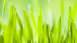 Barley Grass