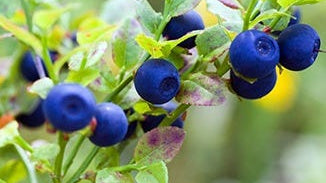 Bilberry