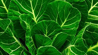Collard Greens