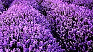 Lavender Flower Essence