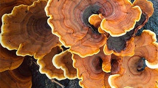 Turkey Tail Mushroom