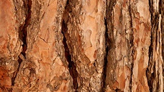 Wild Pine Bark Extract