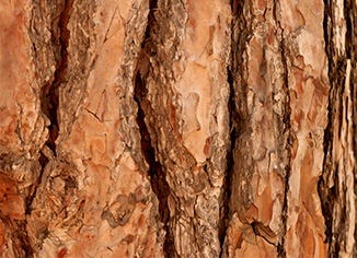 Wild Pine Bark Extract
