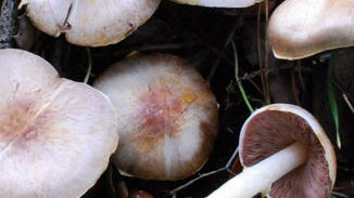 Agaricus Mushroom