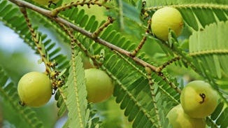 Amla Berry