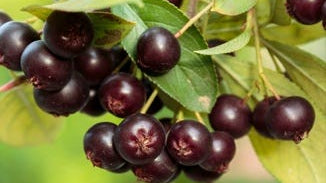 Aronia Berry