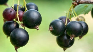 Black Currant Extract
