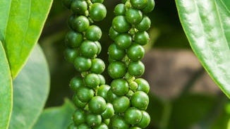 Black Pepper Berry Extract