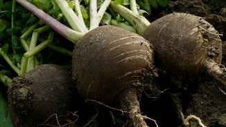 Black Radish Juice