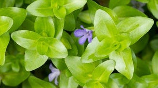 Bacopa (Brahmi) Leaf Extract