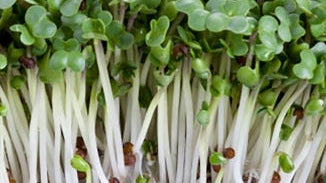 Broccoli Sprouts