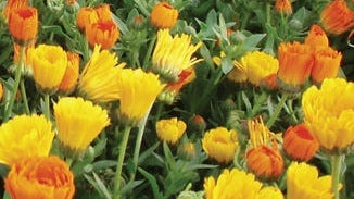 Calendula Flower Essence
