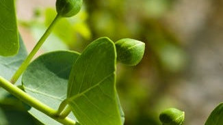 Caper Berries