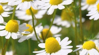 Chamomile Flower Essence