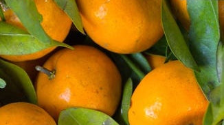 Mandarin Orange Extract