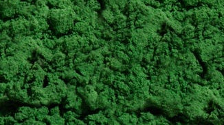 Chlorella