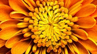 Chrysanthemum Flower Essence