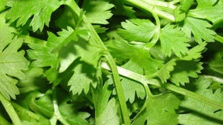 Cilantro Leaf