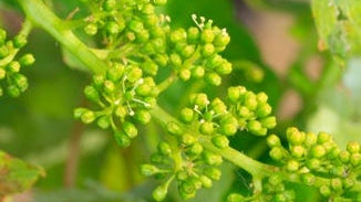 Cissus Extract