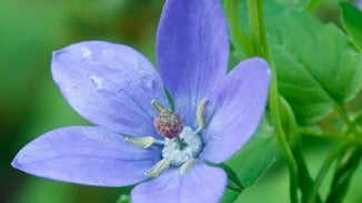 Codonopsis Root Extract