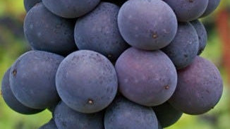 Concord Grape