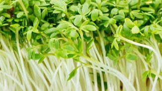 Cruciferous Sprouts