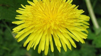 Dandelion Whole Juice