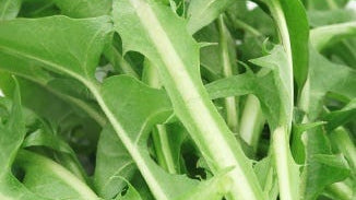 Dandelion Leaf