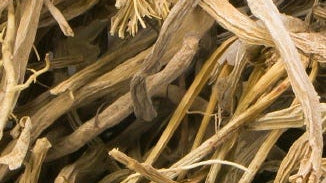Dong Quai Root Extract