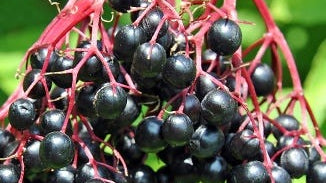 Elderberry