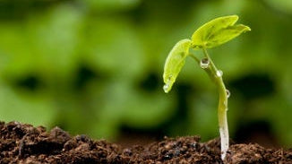 Enzymes (Plant-Based)