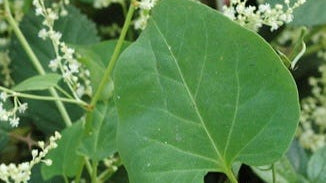 Fo-Ti Root Extract