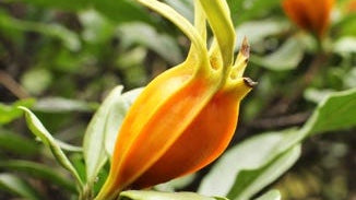 Gardenia Fruit Extract