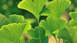Ginkgo Leaf