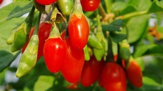 Lycium (Goji) Berry Extract