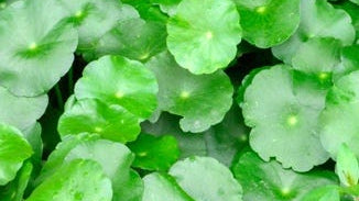 Gotu Kola Extract