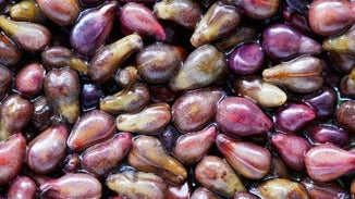 Grape Seed Extract
