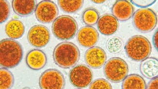 Astaxanthin (Haematococcus Algae)