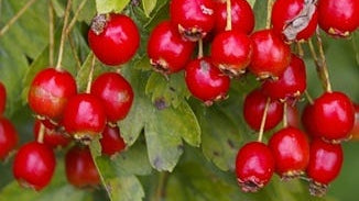 Hawthorn Berry Extract
