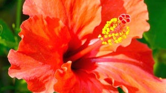 Hibiscus Flower Extract