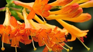 Honeysuckle Flower Essence