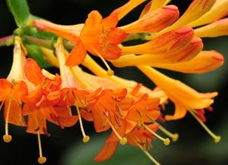 Honeysuckle Flower Essence