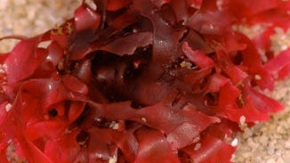 Icelandic Red Algae