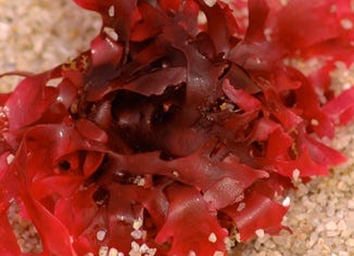 Icelandic Red Algae