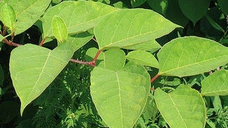 Resveratrol Extract