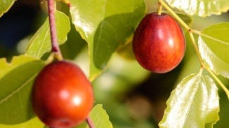 Jujube Fruit Extract