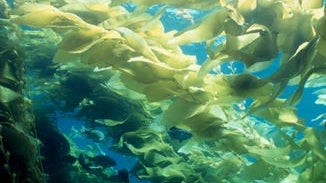 Kelp