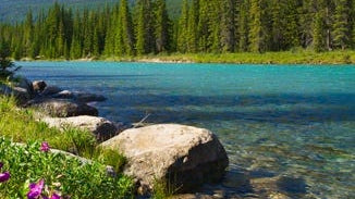 Klamath Blue Green Algae