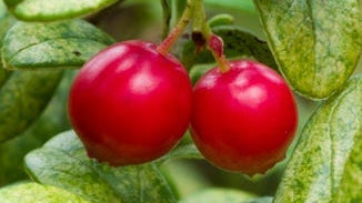 Lingonberry